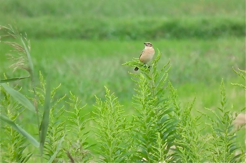 f:id:okiraku_tonbo:20120926110524j:plain f:id:okiraku_tonbo:20120926110524j:plain