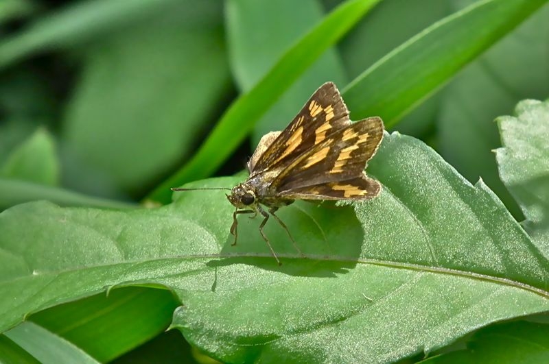 f:id:okiraku_tonbo:20120926123500j:plain f:id:okiraku_tonbo:20120926123500j:plain