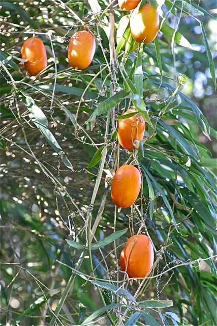 f:id:okiraku_tonbo:20121102103122j:plain f:id:okiraku_tonbo:20121102103122j:plain