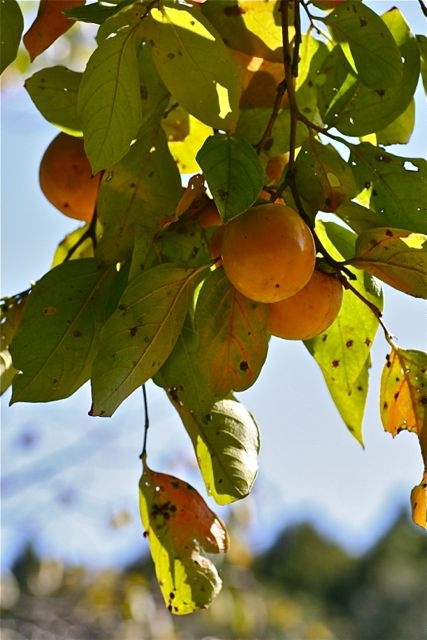 f:id:okiraku_tonbo:20121102110137j:plain f:id:okiraku_tonbo:20121102110137j:plain