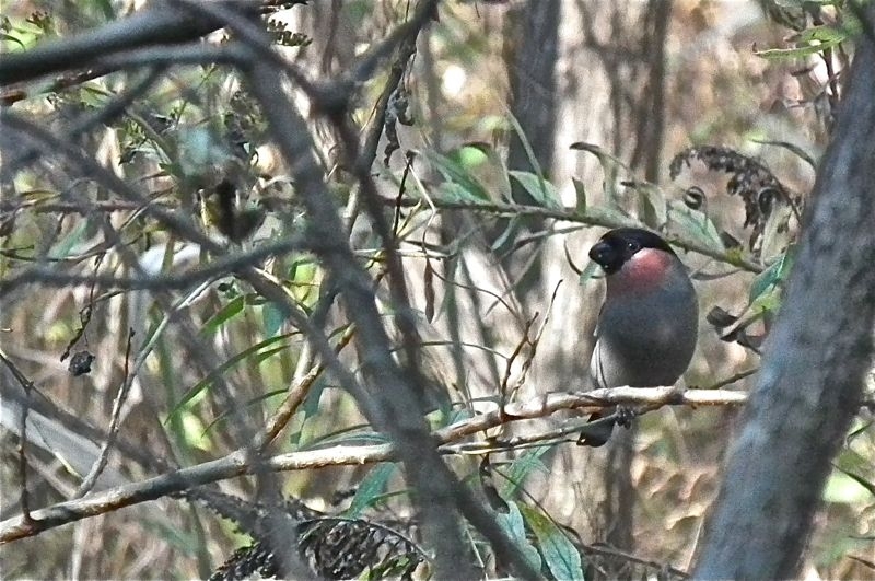 f:id:okiraku_tonbo:20121114111539j:plain f:id:okiraku_tonbo:20121114111539j:plain