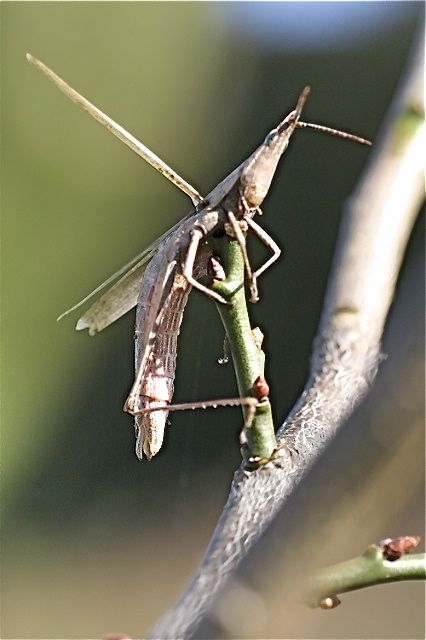 f:id:okiraku_tonbo:20121127172312j:plain f:id:okiraku_tonbo:20121127172312j:plain