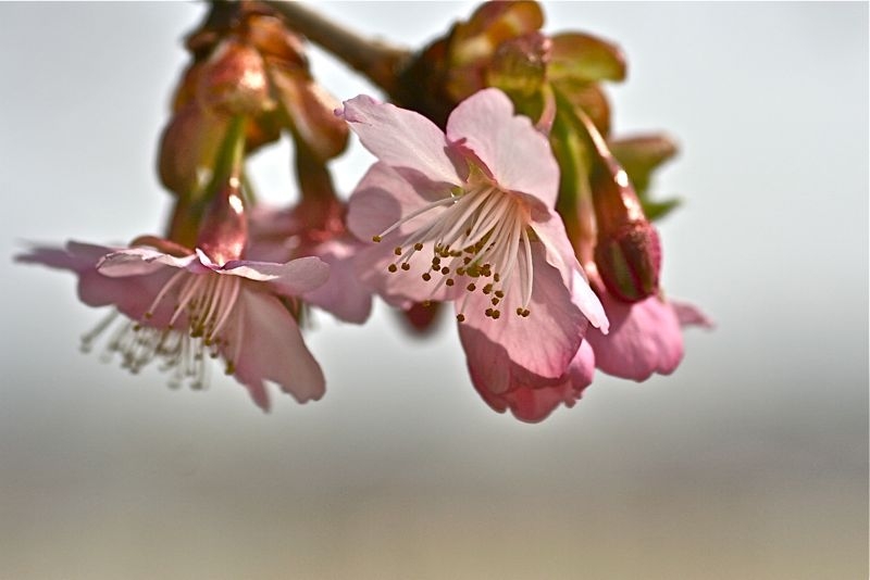 f:id:okiraku_tonbo:20130308132420j:plain f:id:okiraku_tonbo:20130308132420j:plain