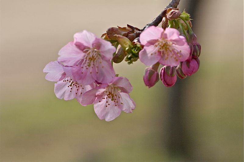 f:id:okiraku_tonbo:20130308133846j:plain f:id:okiraku_tonbo:20130308133846j:plain