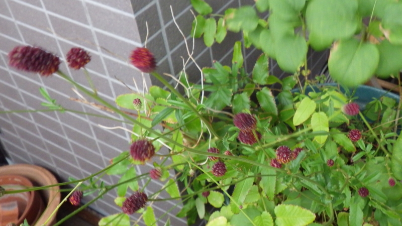 f:id:okko326:20140906203637j:plain f:id:okko326:20140906203637j:plain