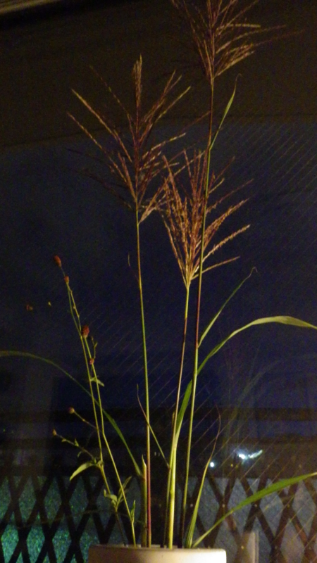 f:id:okko326:20140908233522j:plain f:id:okko326:20140908233522j:plain