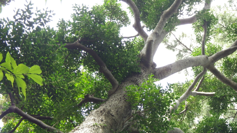 f:id:okko326:20141109090812j:plain