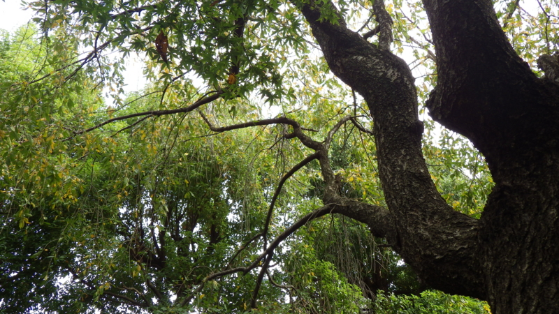 f:id:okko326:20141109091058j:plain