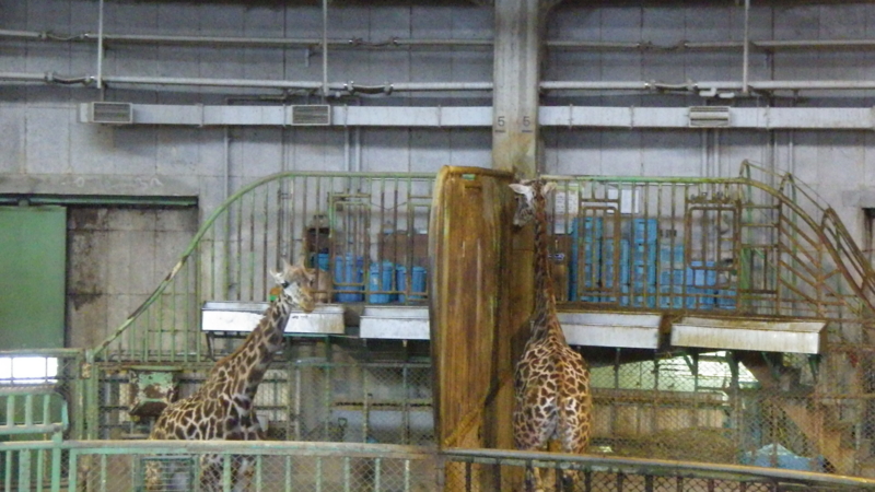 f:id:okko326:20150103174521j:plain f:id:okko326:20150103174521j:plain