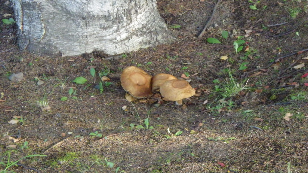 f:id:okko326:20151011173122j:plain f:id:okko326:20151011173122j:plain