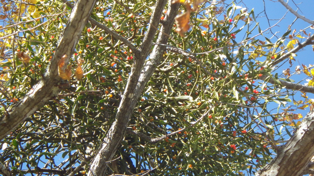 f:id:okko326:20151014221055j:plain