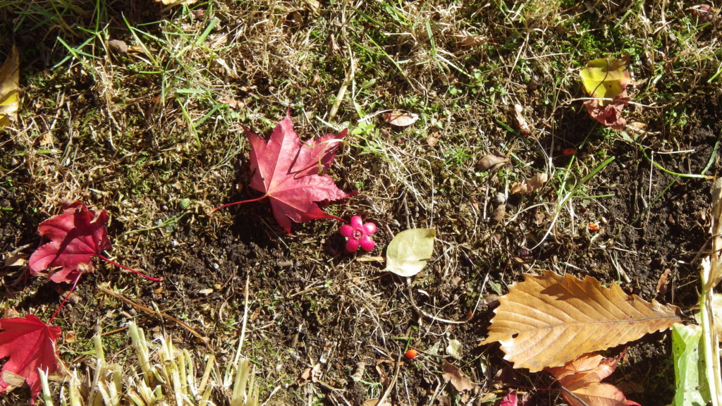 f:id:okko326:20151014222803j:plain