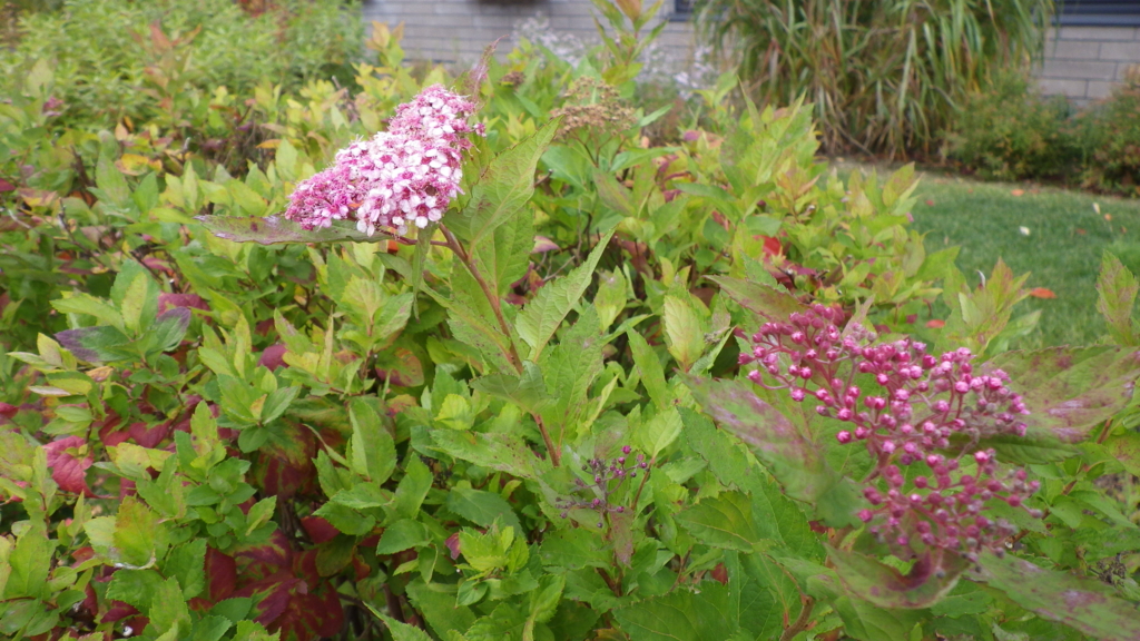 f:id:okko326:20151014225032j:plain