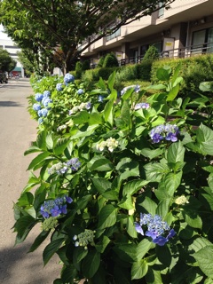f:id:okko326:20160722180909j:plain f:id:okko326:20160722180909j:plain