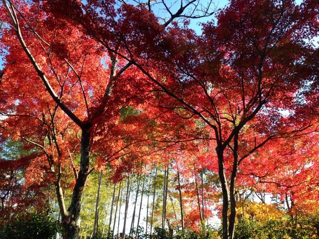 f:id:okumusi:20131127194807j:plain f:id:okumusi:20131127194807j:plain