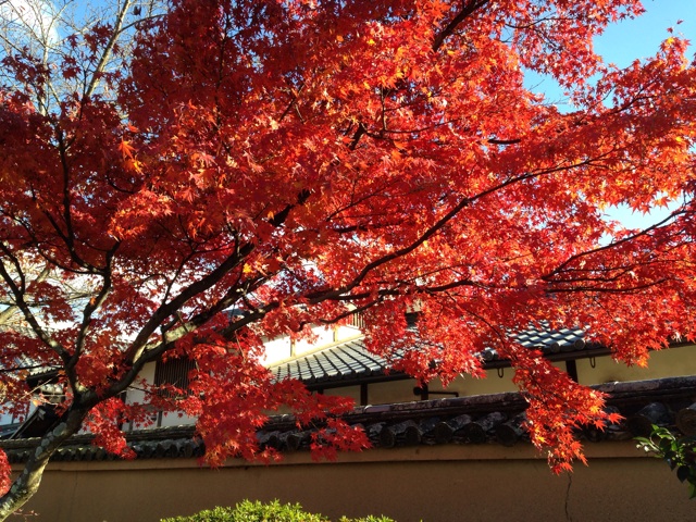 f:id:okumusi:20131127194820j:plain f:id:okumusi:20131127194820j:plain