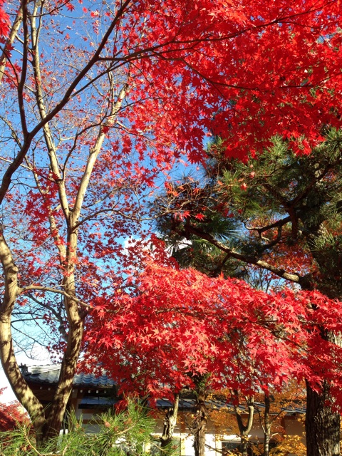 f:id:okumusi:20131127194833j:plain f:id:okumusi:20131127194833j:plain