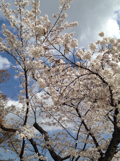 f:id:okumusi:20140405225743j:plain f:id:okumusi:20140405225743j:plain