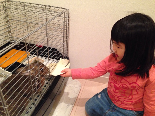 f:id:okumusi:20140509154148j:plain f:id:okumusi:20140509154148j:plain