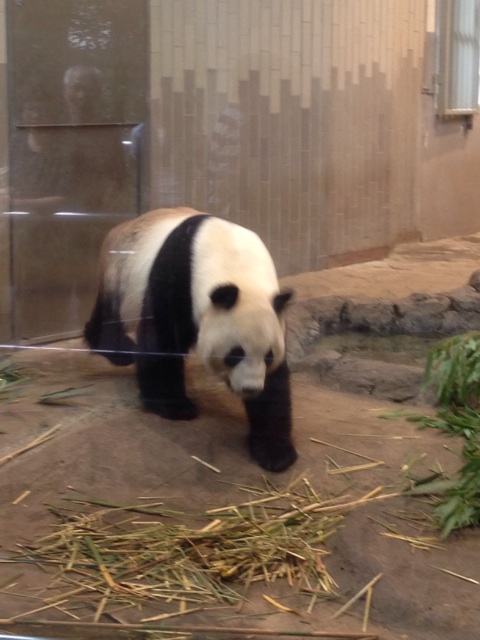 f:id:okumusi:20140715094953j:plain f:id:okumusi:20140715094953j:plain