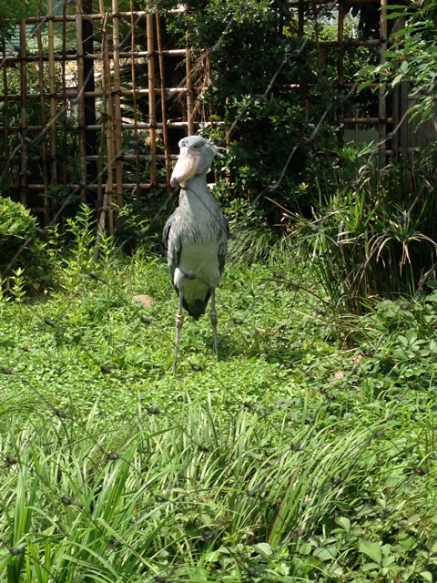 f:id:okumusi:20140715095437j:plain f:id:okumusi:20140715095437j:plain