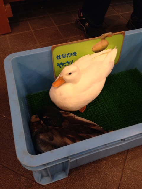 f:id:okumusi:20140715100113j:plain f:id:okumusi:20140715100113j:plain