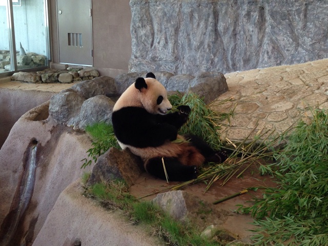 f:id:okumusi:20140930192616j:plain f:id:okumusi:20140930192616j:plain