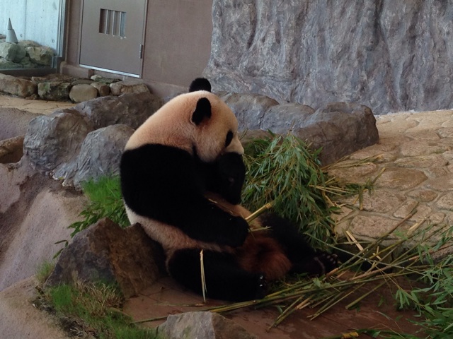 f:id:okumusi:20140930193753j:plain f:id:okumusi:20140930193753j:plain