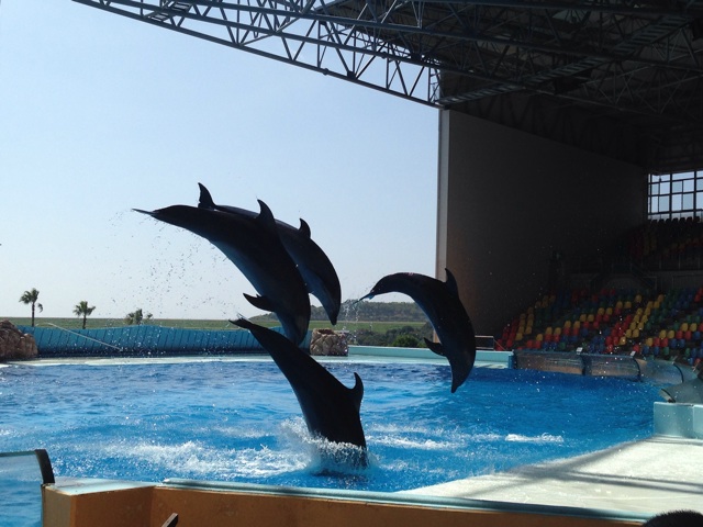 f:id:okumusi:20140930193924j:plain f:id:okumusi:20140930193924j:plain