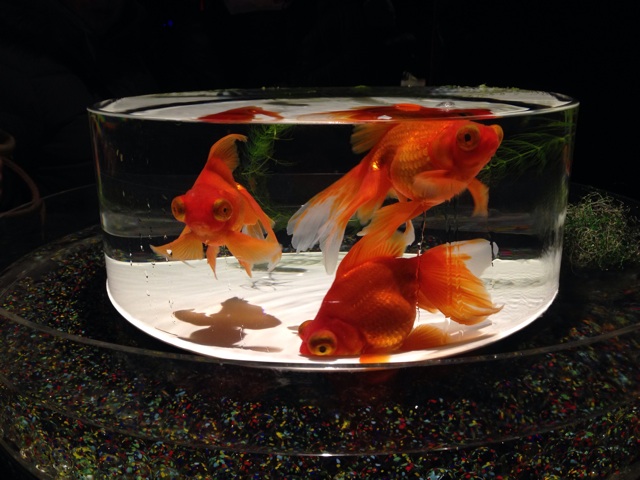 f:id:okumusi:20141204143319j:plain f:id:okumusi:20141204143319j:plain