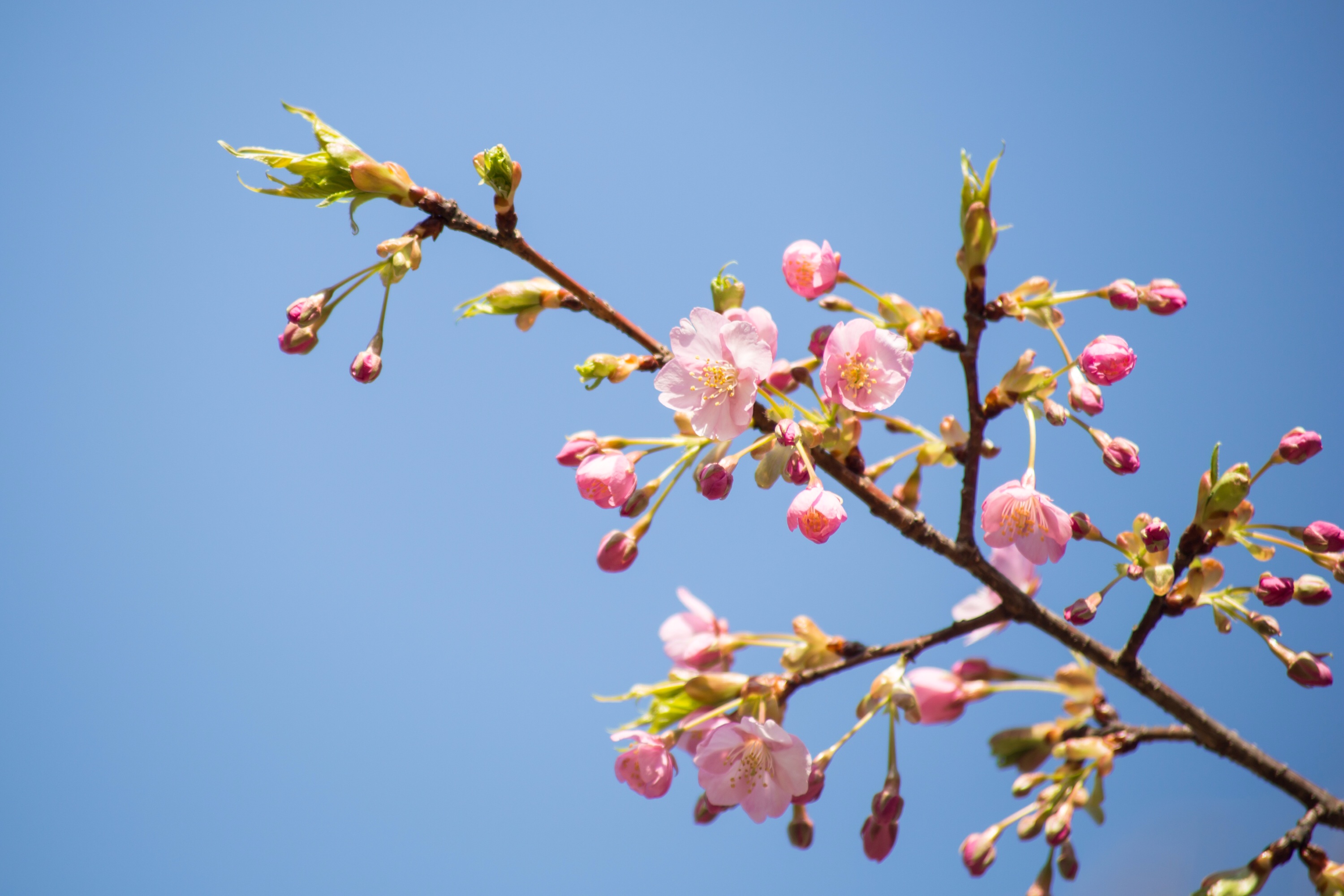 f:id:omapin:20140322014530j:plain f:id:omapin:20140322014530j:plain