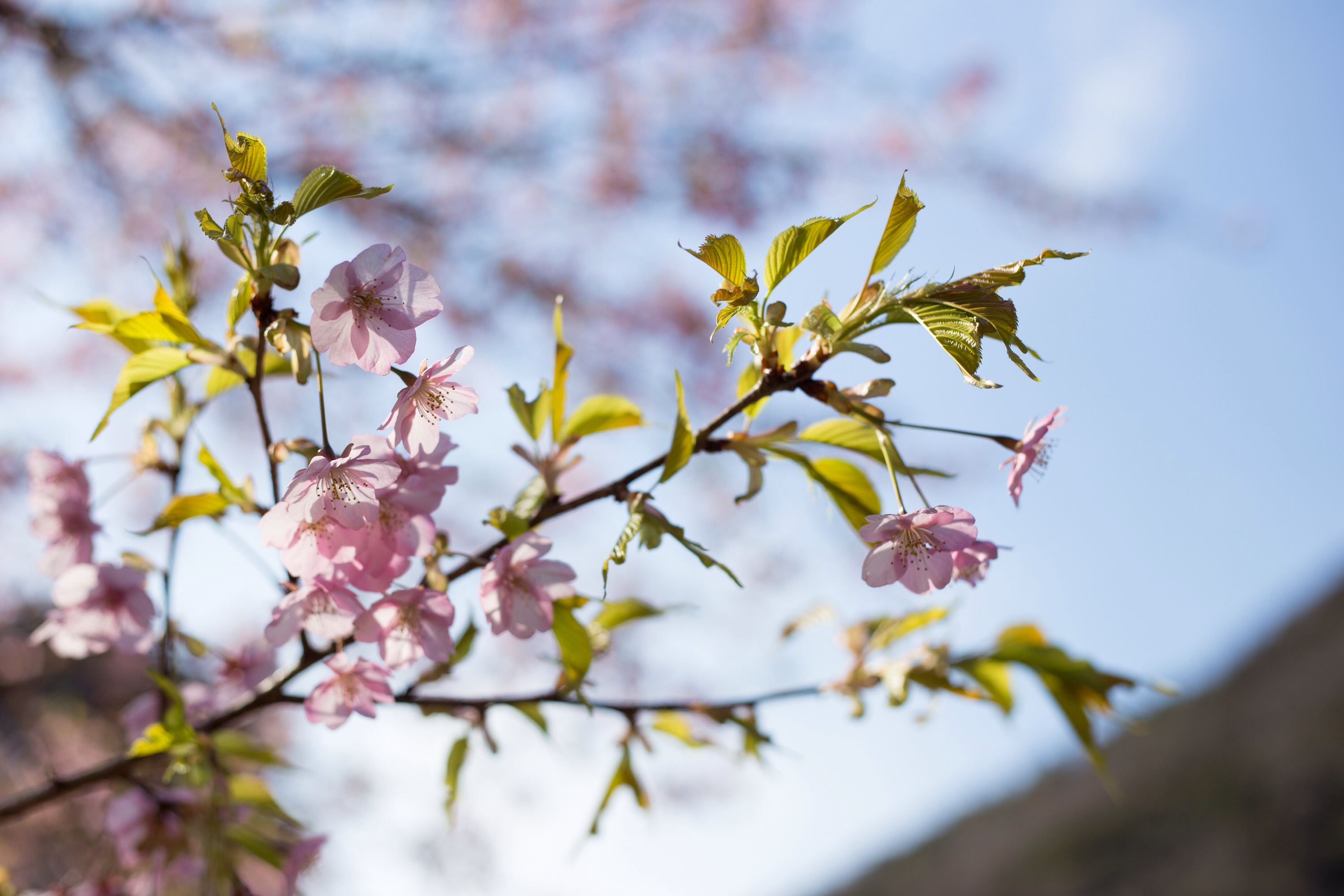 f:id:omapin:20140322014549j:plain f:id:omapin:20140322014549j:plain