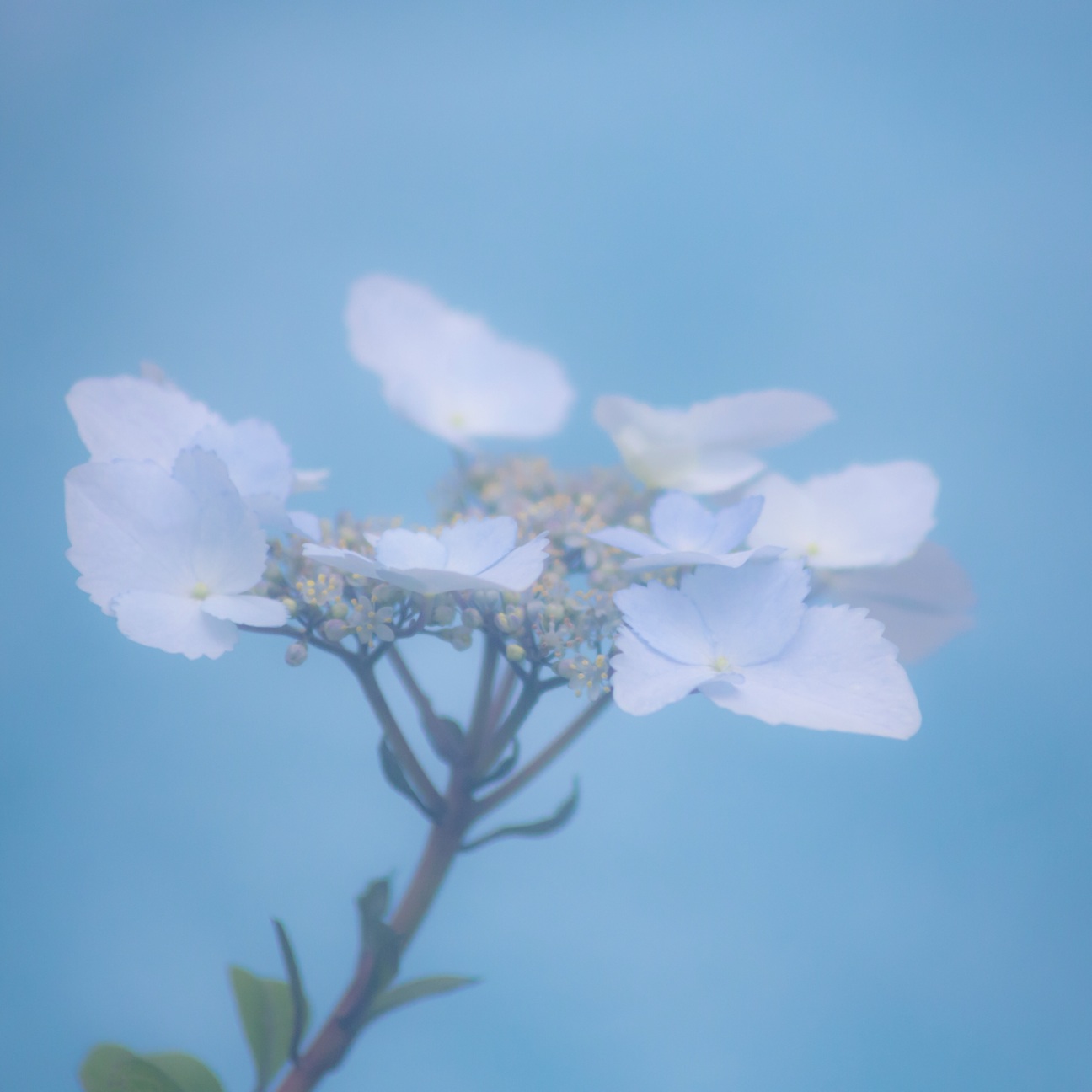 f:id:omapin:20140322113850j:plain f:id:omapin:20140322113850j:plain