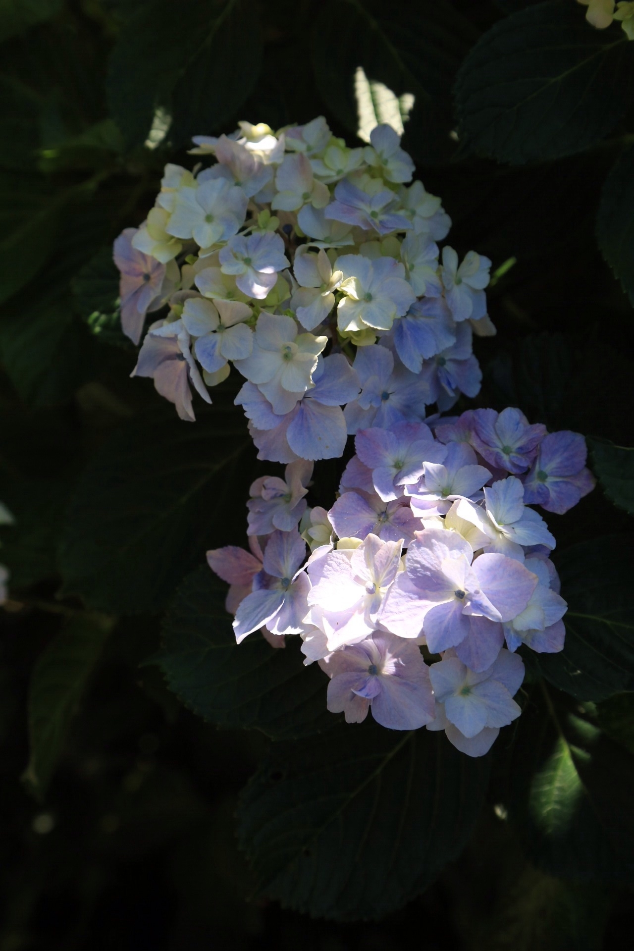 f:id:omapin:20140703185128j:plain f:id:omapin:20140703185128j:plain