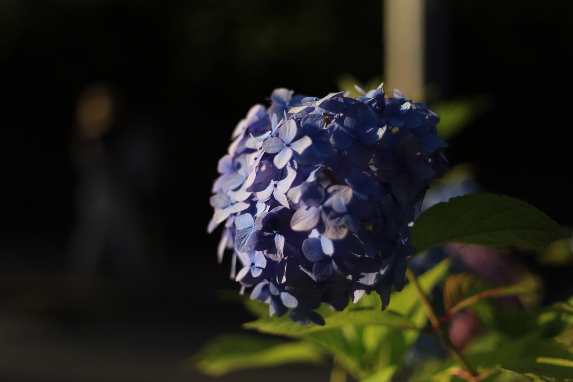 f:id:omapin:20140703190525j:plain f:id:omapin:20140703190525j:plain
