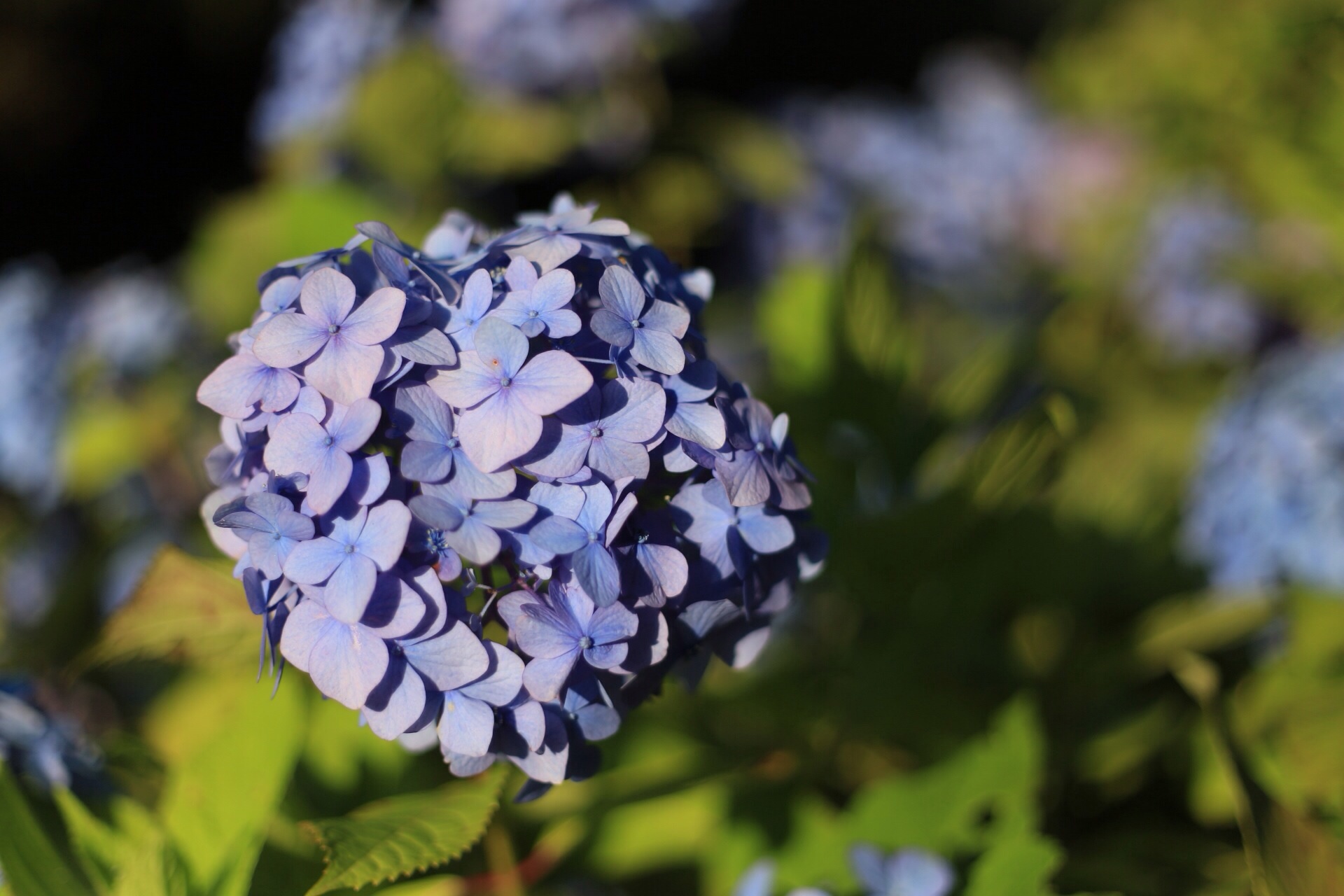 f:id:omapin:20140703190605j:plain f:id:omapin:20140703190605j:plain