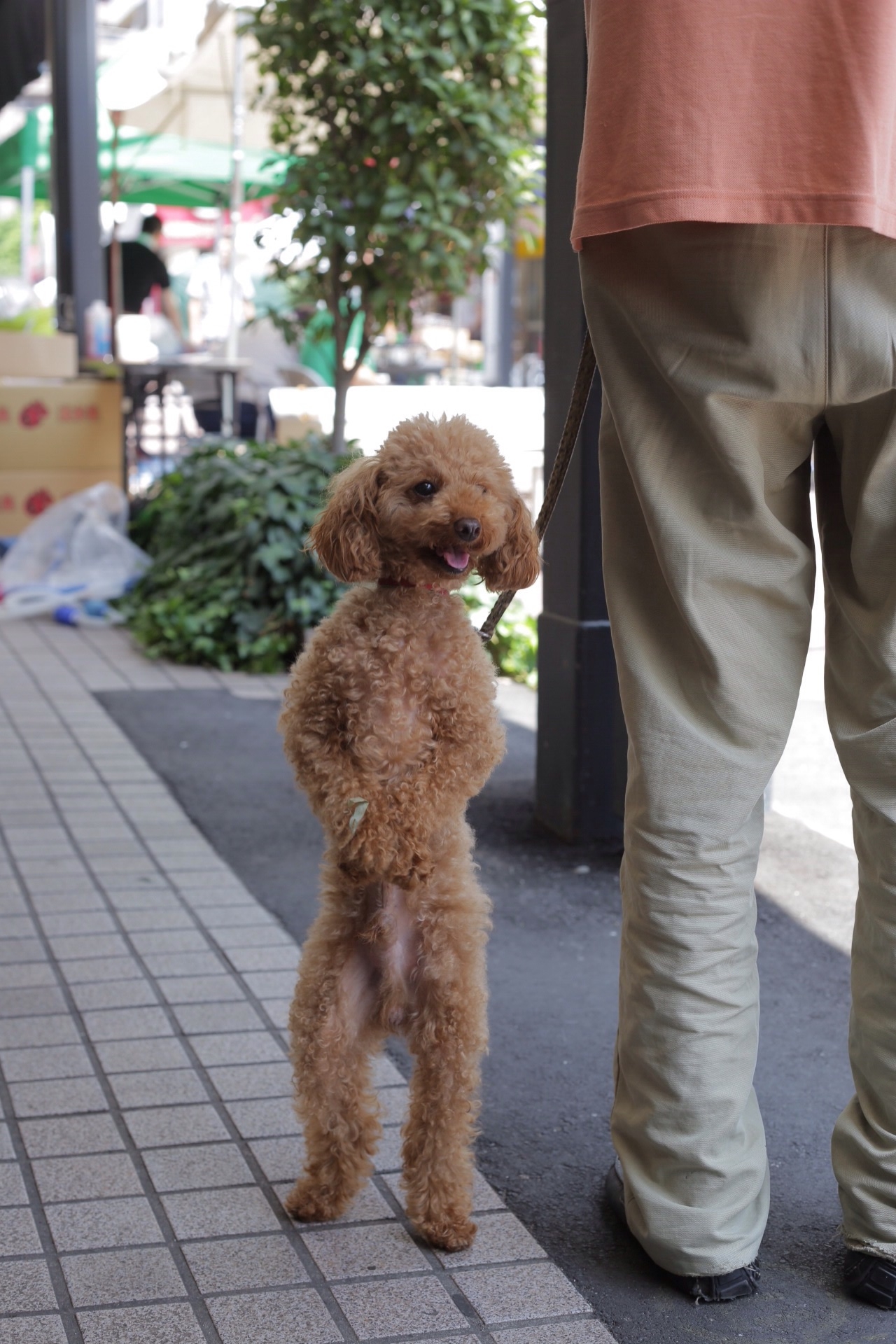f:id:omapin:20140714185817j:plain f:id:omapin:20140714185817j:plain