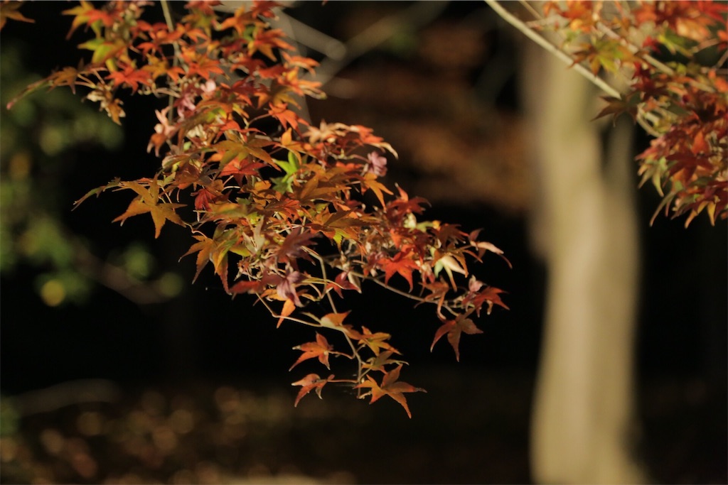 f:id:omapin:20151213101629j:image f:id:omapin:20151213101629j:image
