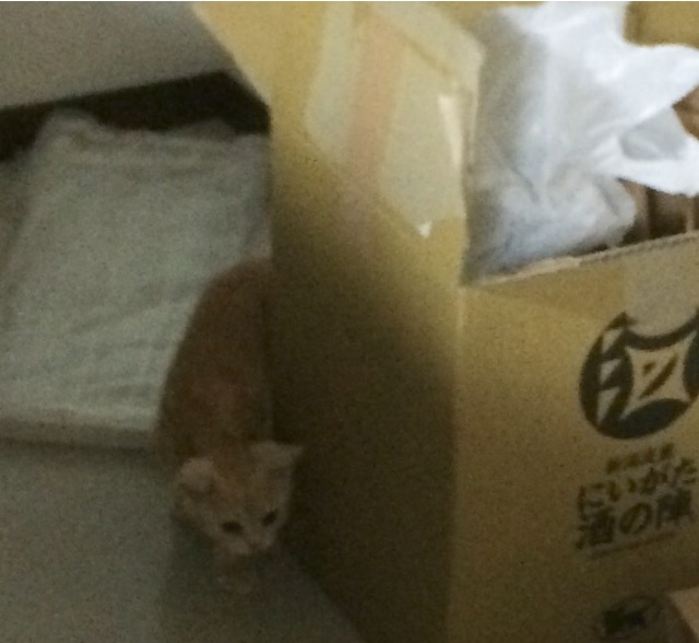 f:id:omochi_gumi:20150714105348j:image f:id:omochi_gumi:20150714105348j:image
