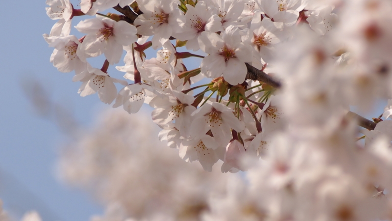 f:id:one00one:20150416134145j:plain f:id:one00one:20150416134145j:plain