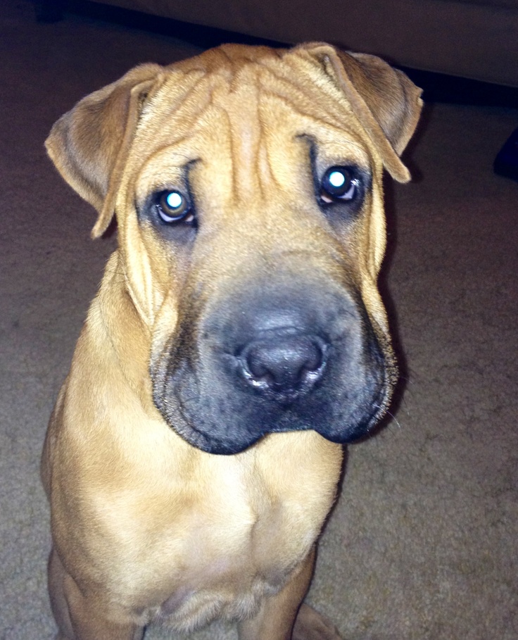 f:id:onedog:20151030205647j:plain f:id:onedog:20151030205647j:plain