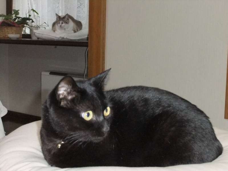 f:id:ookun-tie:20131119094429j:plain f:id:ookun-tie:20131119094429j:plain