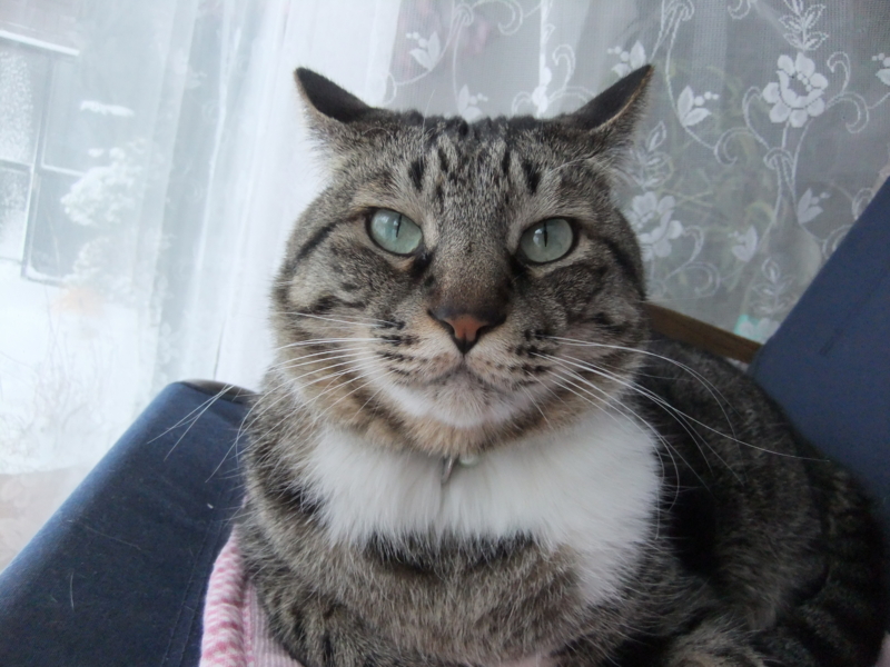 ニャーと鳴けない猫 ookuntieのブログ