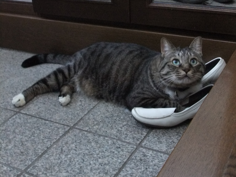 f:id:ookun-tie:20140913075257j:plain f:id:ookun-tie:20140913075257j:plain