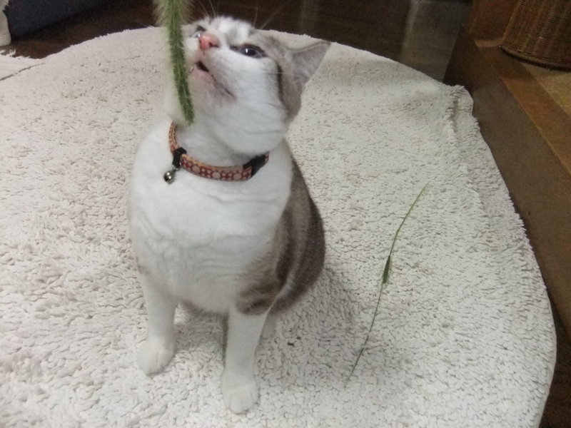 f:id:ookun-tie:20140913202911j:plain f:id:ookun-tie:20140913202911j:plain