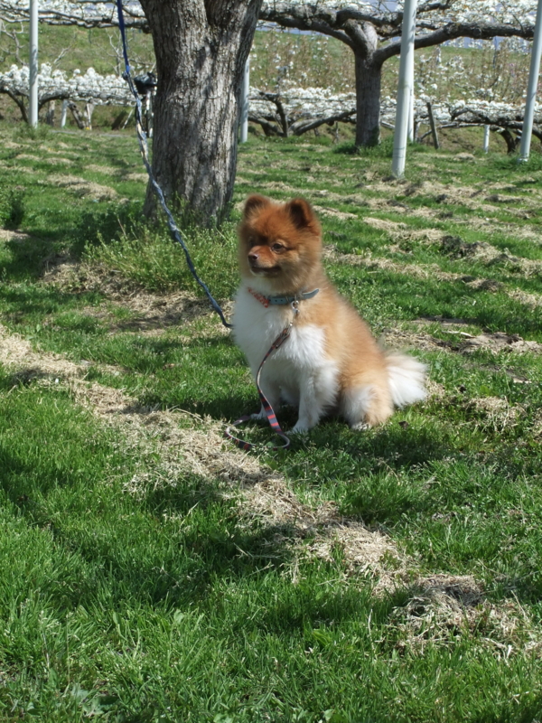 f:id:ookun-tie:20150426102141j:plain f:id:ookun-tie:20150426102141j:plain