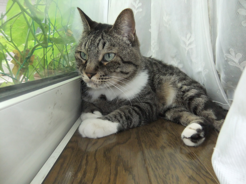 f:id:ookun-tie:20150714083521j:plain f:id:ookun-tie:20150714083521j:plain