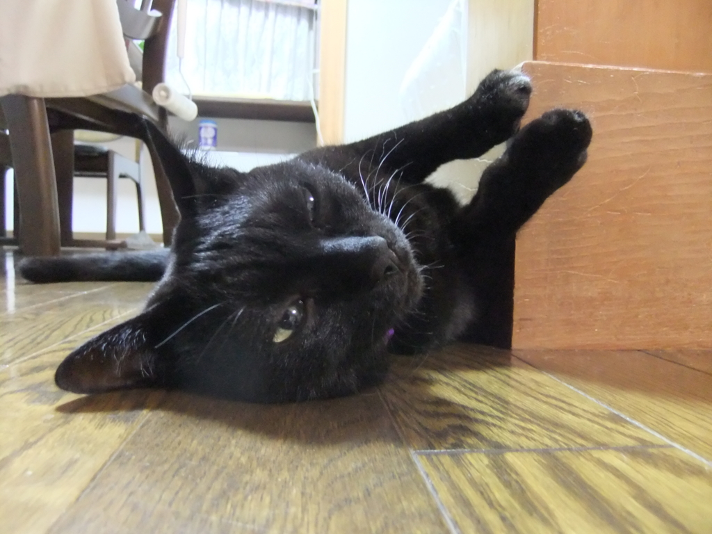 f:id:ookun-tie:20150715193302j:plain f:id:ookun-tie:20150715193302j:plain