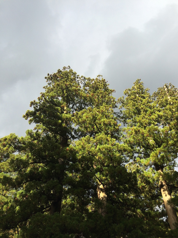 f:id:opuesto:20151110141530j:image:w450 f:id:opuesto:20151110141530j:image:w450