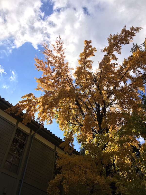 f:id:opuesto:20151110141849j:image:w450 f:id:opuesto:20151110141849j:image:w450